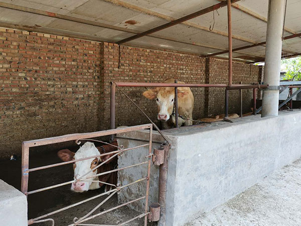 “鄭州中聯(lián)村”的三兄弟--收花生不要錢只要草 1-3.jpg