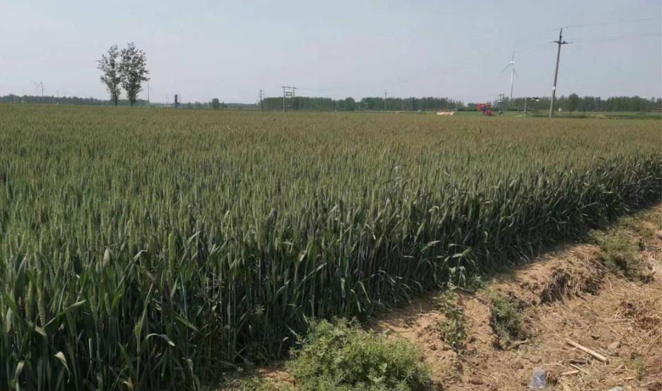 中聯(lián)收獲小麥機：有何魔力讓30年老機手著迷？(圖2)